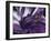 Amethyst-Barbara Keith-Framed Giclee Print