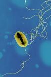 Influenza a Virus Particles, TEM-Ami Images-Laminated Photographic Print