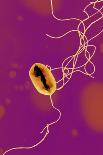 Ebola Virus Particles, TEM-Ami Images-Photographic Print