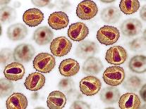 Influenza a Virus Particles, TEM-Ami Images-Laminated Photographic Print