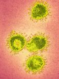 Influenza a Virus Particles, TEM-Ami Images-Mounted Photographic Print