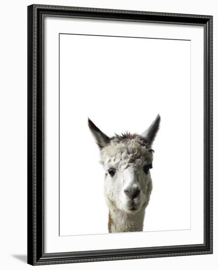 Amicable Alpaca-Assaf Frank-Framed Giclee Print