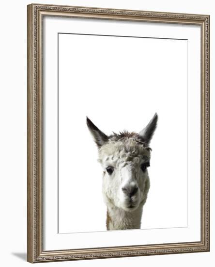 Amicable Alpaca-Assaf Frank-Framed Giclee Print