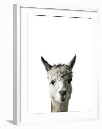 Amicable Alpaca-Assaf Frank-Framed Giclee Print