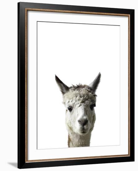 Amicable Alpaca-Assaf Frank-Framed Giclee Print