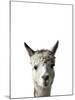 Amicable Alpaca-Assaf Frank-Mounted Giclee Print