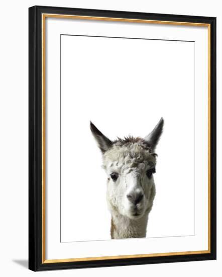 Amicable Alpaca-Assaf Frank-Framed Giclee Print