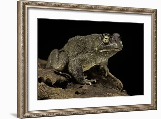 Amietophrynus Regularis (African Toad, Egyptian Toad)-Paul Starosta-Framed Photographic Print