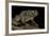 Amietophrynus Regularis (African Toad, Egyptian Toad)-Paul Starosta-Framed Photographic Print