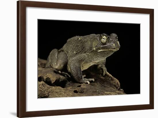 Amietophrynus Regularis (African Toad, Egyptian Toad)-Paul Starosta-Framed Photographic Print