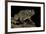 Amietophrynus Regularis (African Toad, Egyptian Toad)-Paul Starosta-Framed Photographic Print