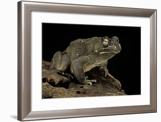 Amietophrynus Regularis (African Toad, Egyptian Toad)-Paul Starosta-Framed Photographic Print