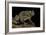Amietophrynus Regularis (African Toad, Egyptian Toad)-Paul Starosta-Framed Photographic Print