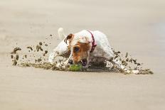 JACK RUSSELL TERRIER STOPPING ON THE Ball, HIGH SPEED ACTION SHOT-Ammit Jack-Photographic Print
