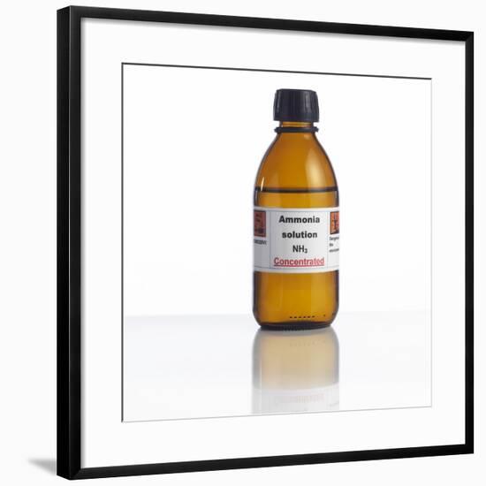 Ammonia Solution, Laboratory Bottle-Science Photo Library-Framed Photographic Print