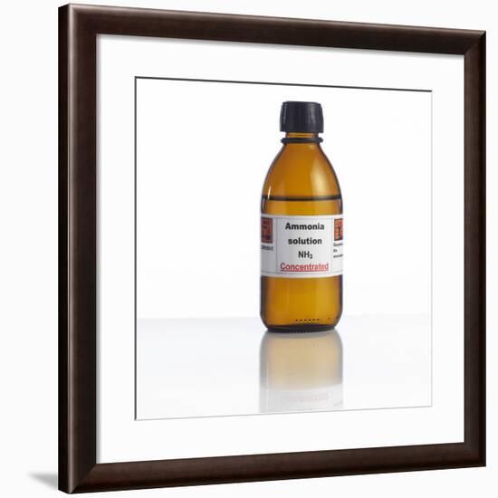 Ammonia Solution, Laboratory Bottle-Science Photo Library-Framed Photographic Print