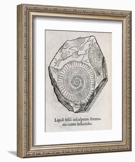 Ammonite Fossil, 16th Century-Middle Temple Library-Framed Photographic Print