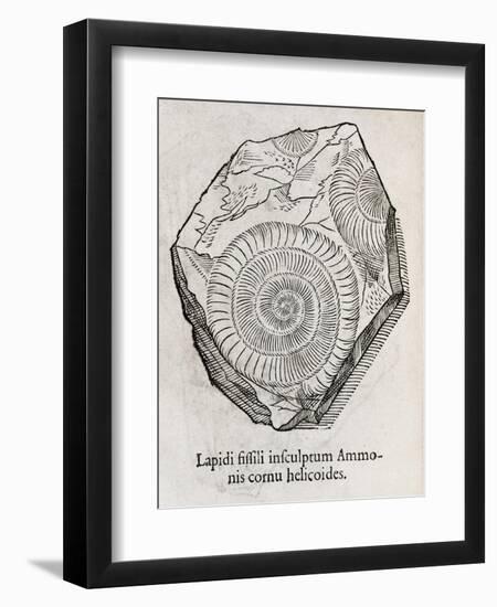 Ammonite Fossil, 16th Century-Middle Temple Library-Framed Photographic Print