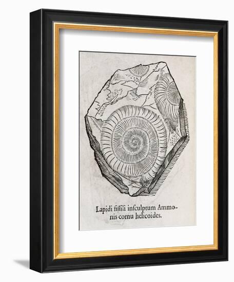 Ammonite Fossil, 16th Century-Middle Temple Library-Framed Photographic Print