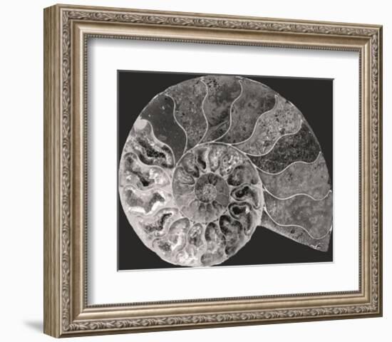 Ammonite Fossil - Focus-Assaf Frank-Framed Giclee Print