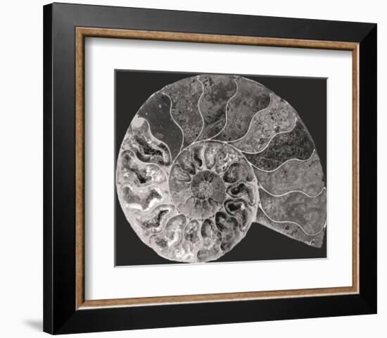 Ammonite Fossil - Focus-Assaf Frank-Framed Giclee Print