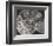 Ammonite Fossil - Focus-Assaf Frank-Framed Giclee Print