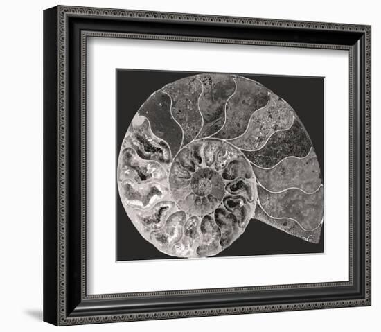 Ammonite Fossil - Focus-Assaf Frank-Framed Giclee Print
