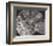 Ammonite Fossil - Focus-Assaf Frank-Framed Giclee Print