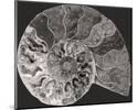 Ammonite Fossil - Focus-Assaf Frank-Mounted Giclee Print