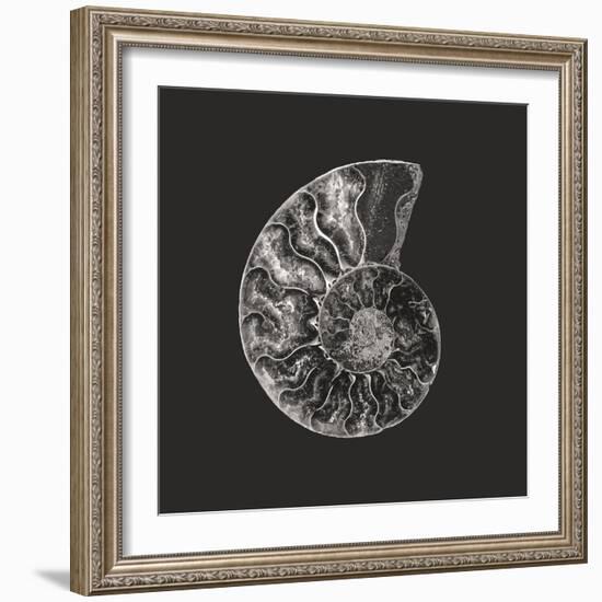 Ammonite Fossil - Still-Assaf Frank-Framed Giclee Print