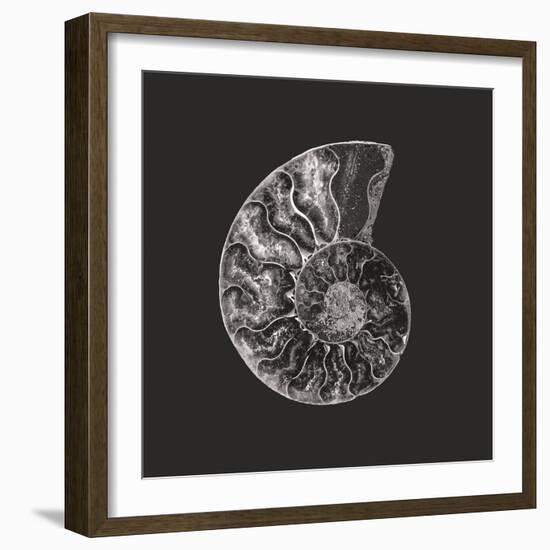 Ammonite Fossil - Still-Assaf Frank-Framed Giclee Print