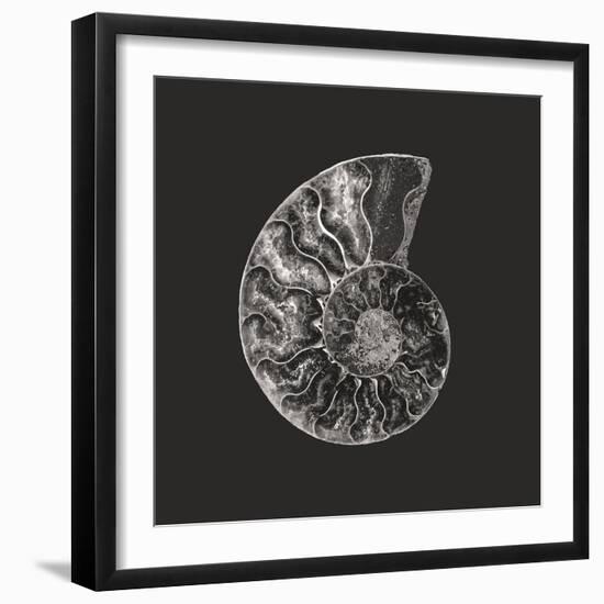 Ammonite Fossil - Still-Assaf Frank-Framed Giclee Print