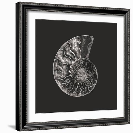 Ammonite Fossil - Still-Assaf Frank-Framed Giclee Print