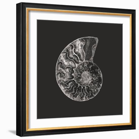 Ammonite Fossil - Still-Assaf Frank-Framed Giclee Print