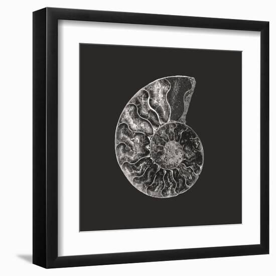 Ammonite Fossil - Still-Assaf Frank-Framed Giclee Print