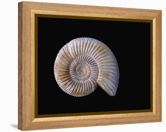 Ammonite Fossil-Walter Geiersperger-Framed Premier Image Canvas