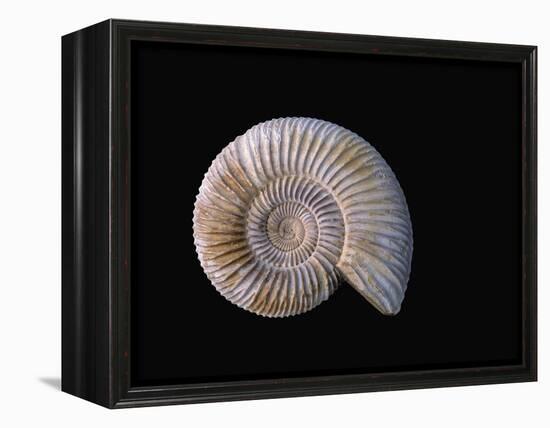 Ammonite Fossil-Walter Geiersperger-Framed Premier Image Canvas