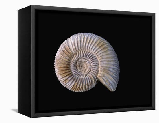 Ammonite Fossil-Walter Geiersperger-Framed Premier Image Canvas