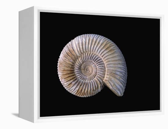 Ammonite Fossil-Walter Geiersperger-Framed Premier Image Canvas