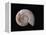 Ammonite Fossil-Walter Geiersperger-Framed Premier Image Canvas