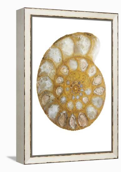 Ammonite Fossil-Lawrence Lawry-Framed Premier Image Canvas
