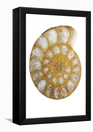 Ammonite Fossil-Lawrence Lawry-Framed Premier Image Canvas