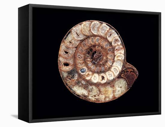 Ammonite Fossil-Kaj Svensson-Framed Premier Image Canvas