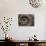 Ammonite Fossil-Lawrence Lawry-Photographic Print displayed on a wall