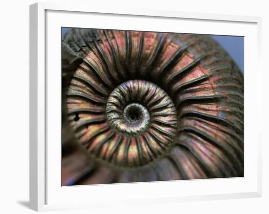 Ammonite Fossil-Lawrence Lawry-Framed Photographic Print