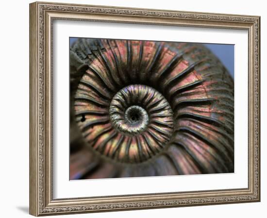 Ammonite Fossil-Lawrence Lawry-Framed Photographic Print