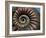 Ammonite Fossil-Lawrence Lawry-Framed Photographic Print