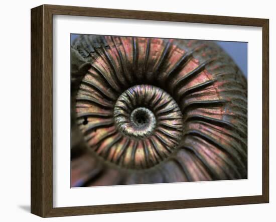 Ammonite Fossil-Lawrence Lawry-Framed Photographic Print