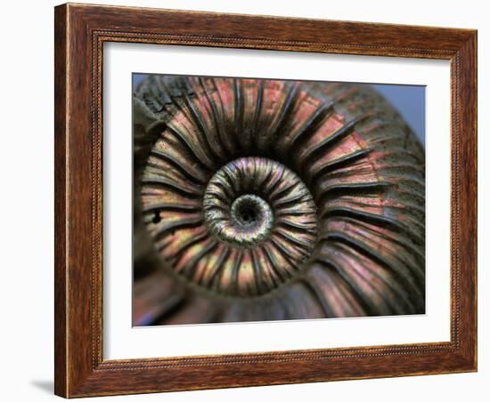 Ammonite Fossil-Lawrence Lawry-Framed Photographic Print