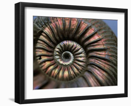 Ammonite Fossil-Lawrence Lawry-Framed Photographic Print